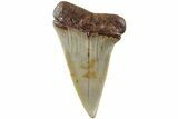 Fossil Broad-Toothed Mako Shark Tooth - North Carolina #235212-1